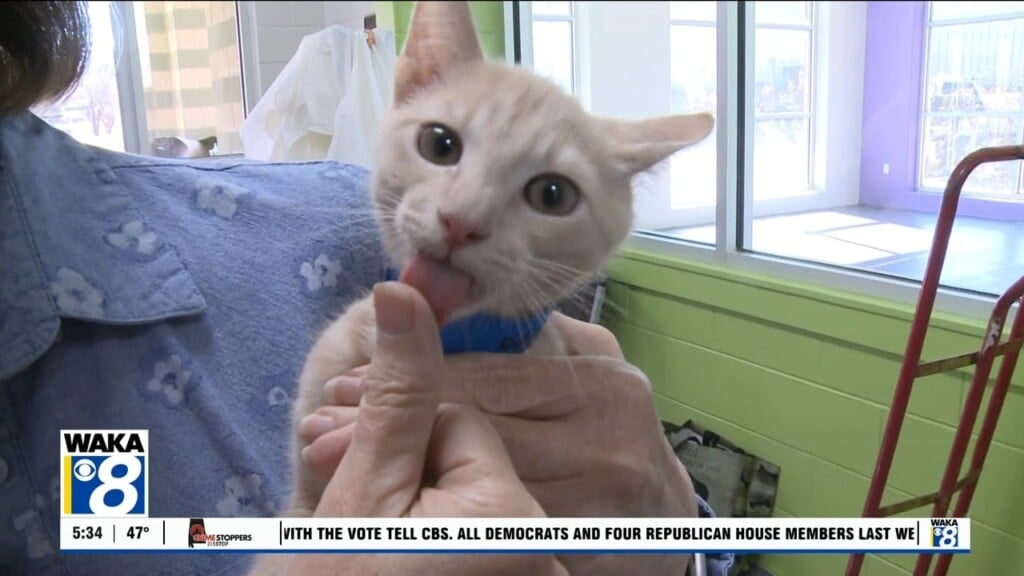 Pets Of The Week: Nov. 17