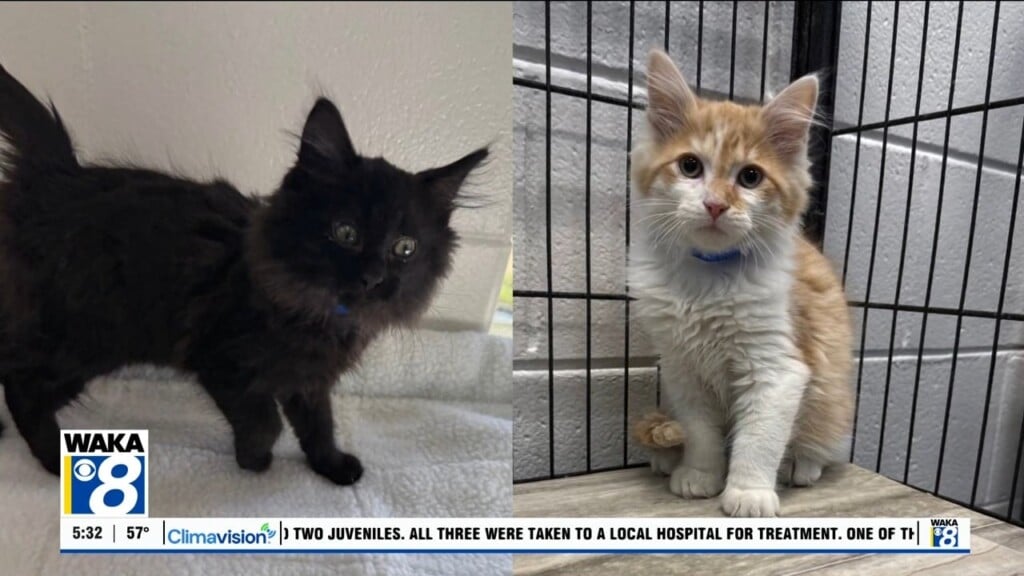 Pets Of The Week: Dec. 22