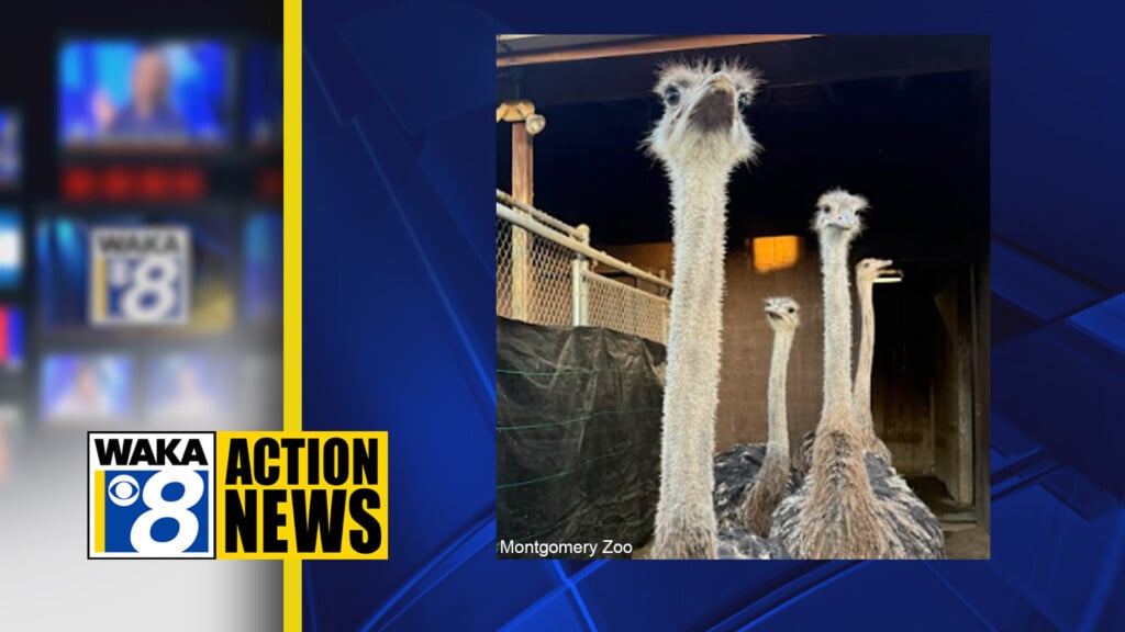 23montgomeryzooostriches123125