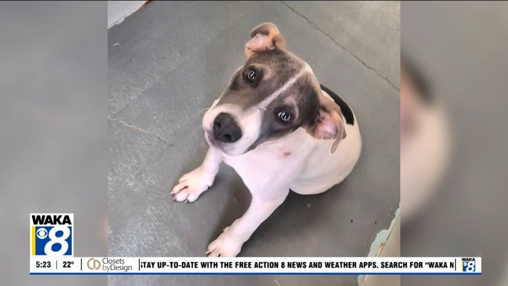 Pets Of The Week: Dec. 15