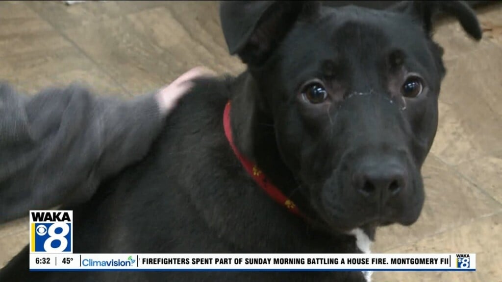 Pets Of The Week: Dec. 8