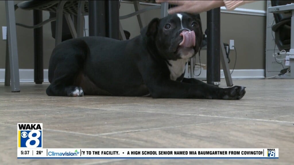 Pets Of The Week: Jan. 26