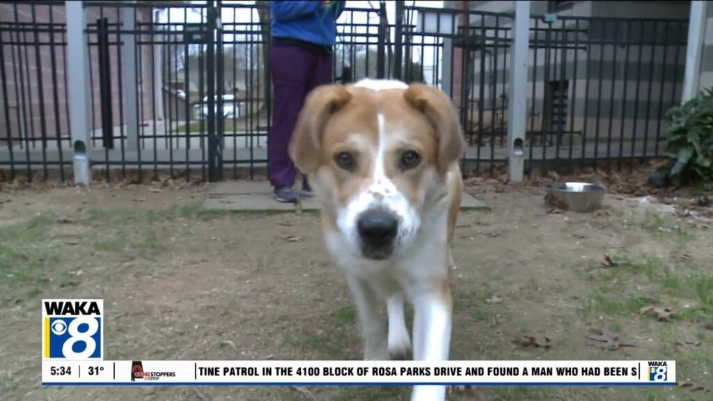 Pets Of The Week: Jan. 12