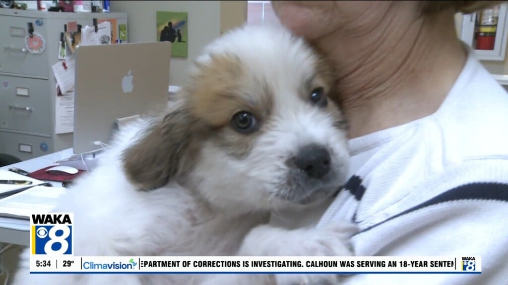 Pets Of The Week: Jan. 19