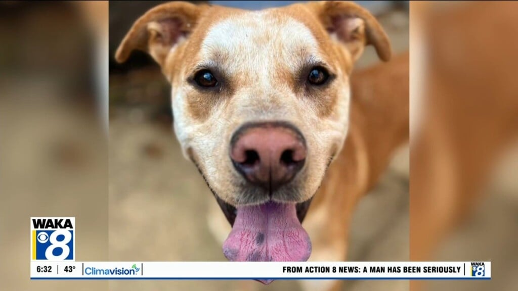 Pets Of The Week: Jan. 5