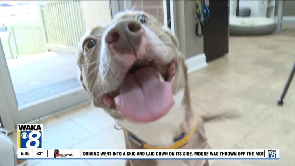 Pets Of The Week: Feb. 23