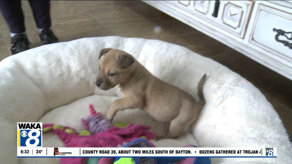 Pets Of The Week 020226