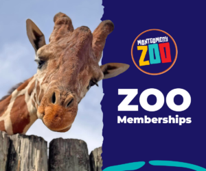 2714664 Montgomeryzoo Memeablekidsgraphics 1 021926