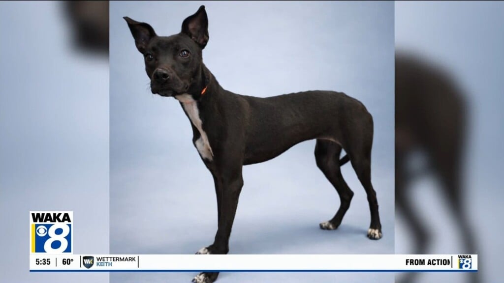 Pets Of The Week: March 30