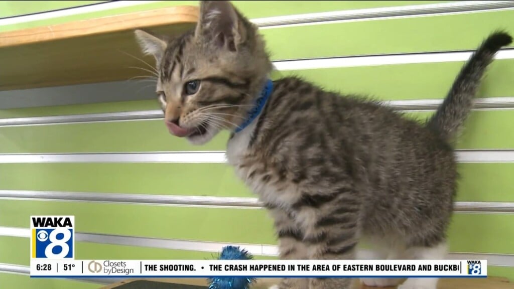 Pets Of The Week: March 2