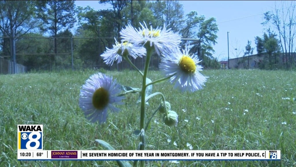 Pollen Season 032526