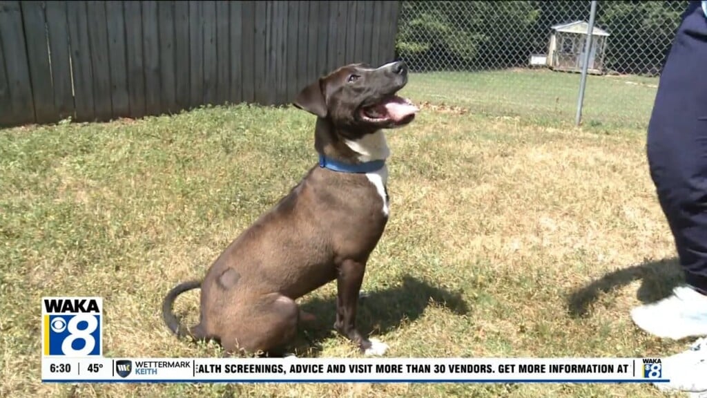 Pets Of The Week: April 20