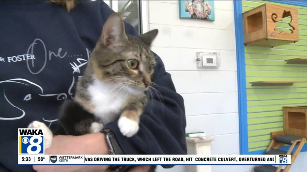 Pets Of The Week: April 13