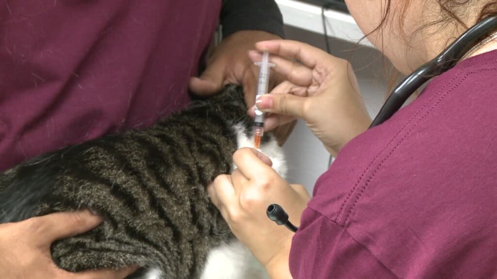 Animal Health Fair At Tuskegee University