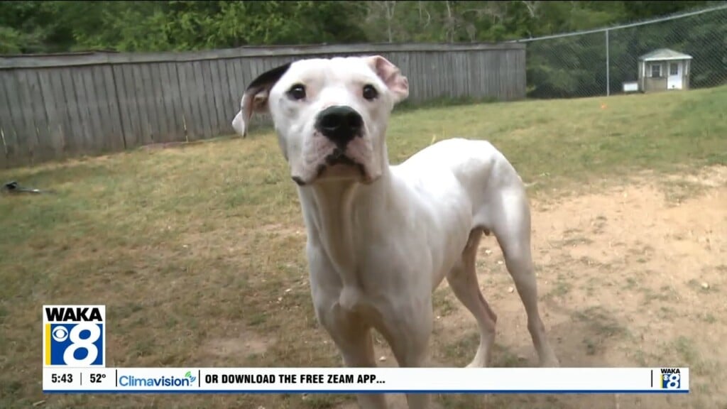 Pets Of The Week: April 6