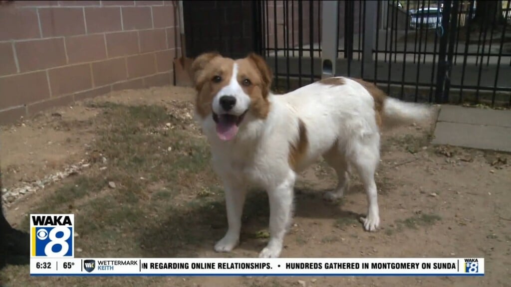 Pets Of The Week: April 27