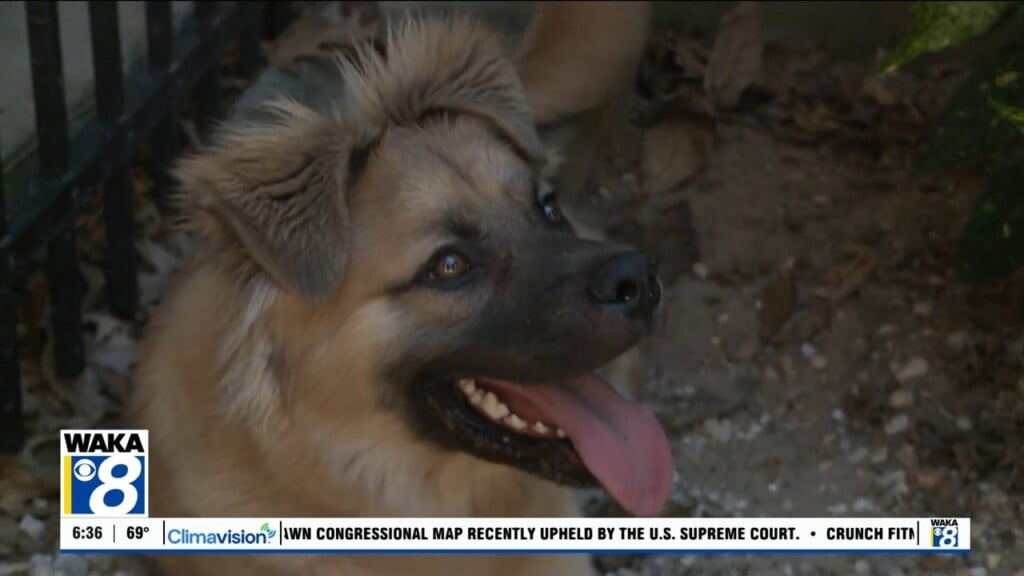 Pets Of The Week: May 18