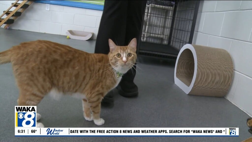 Pets Of The Week: May 11