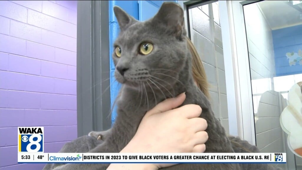 Pets Of The Week: May 4