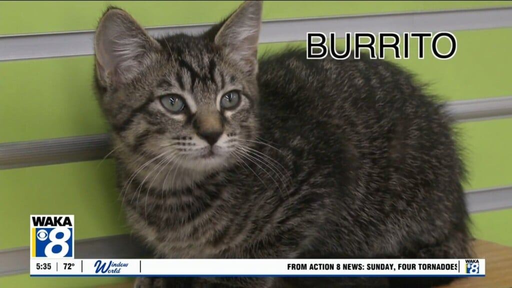 Pets Of The Week: May 25