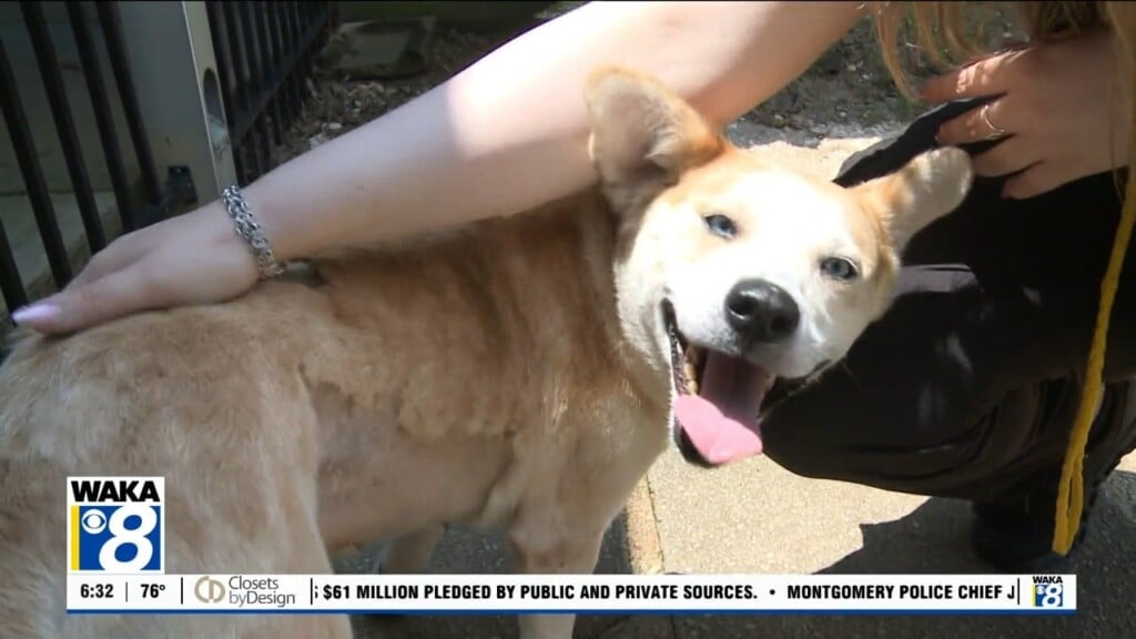 Pets Of The Week: June 29