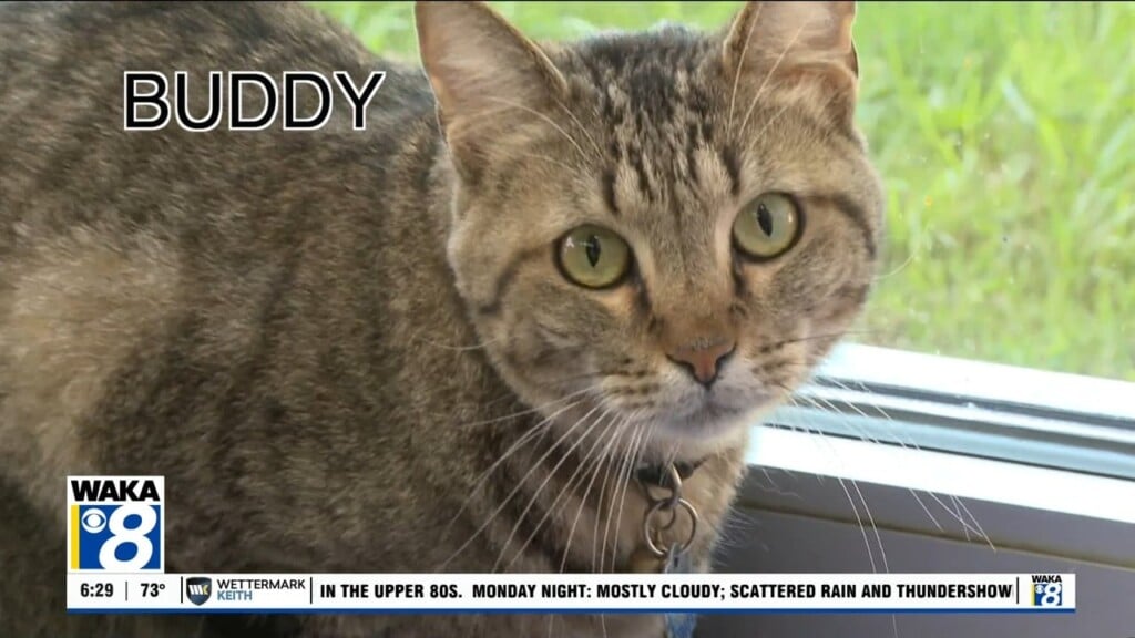Pets Of The Week: June 8