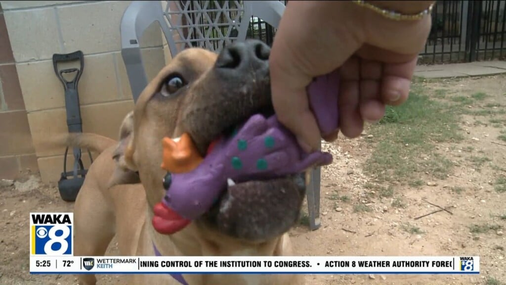 Pets Of The Week: June 1