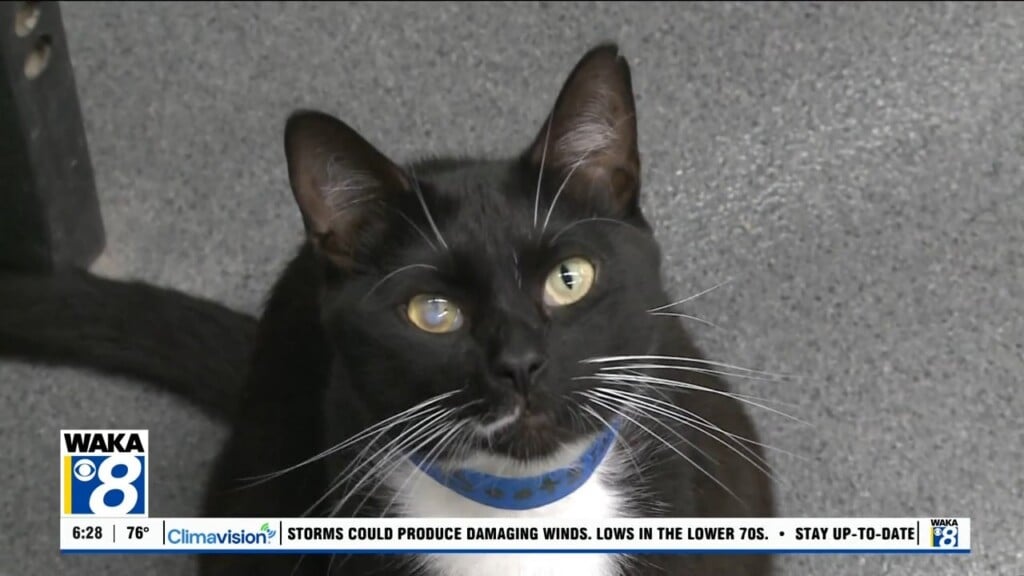 Pets Of The Week: June 22