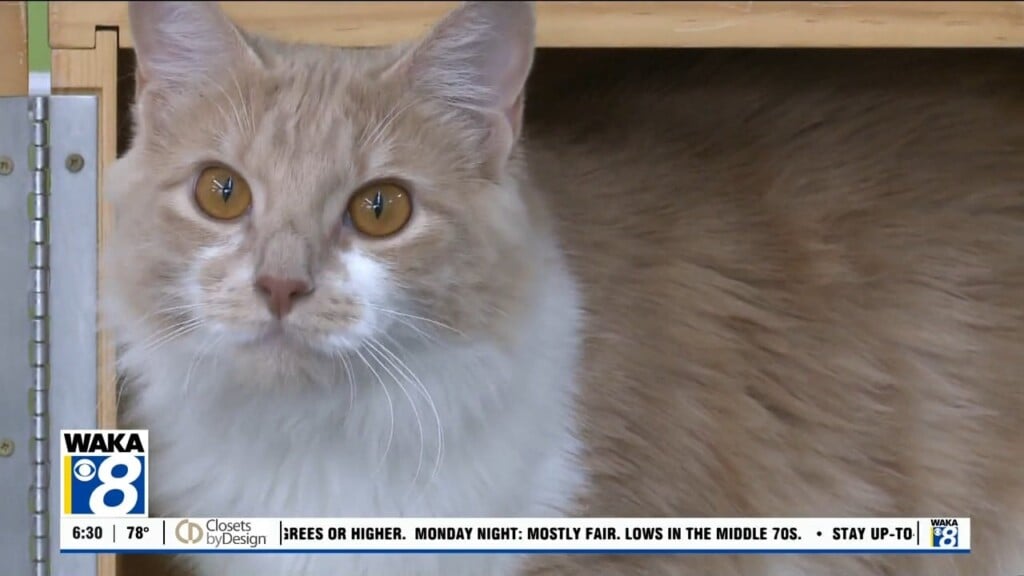 Pets Of The Week: July 27