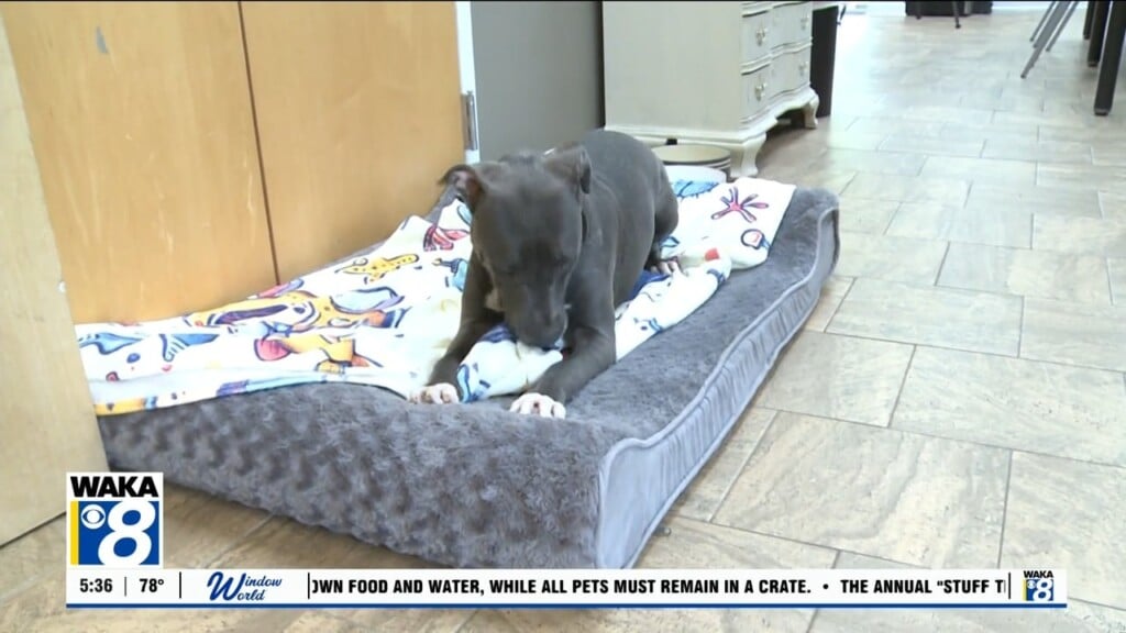 Pets Of The Week 081726