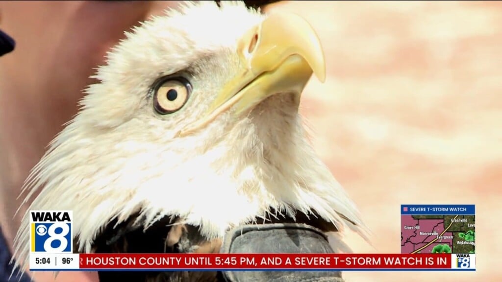 Bald Eagle 082126