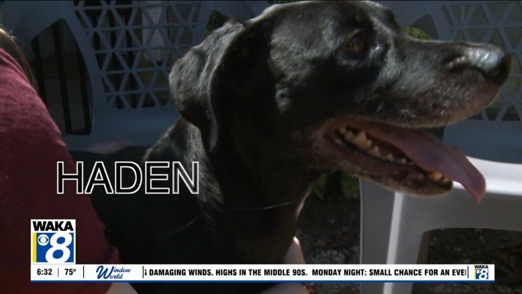 Pets Of The Week 082426