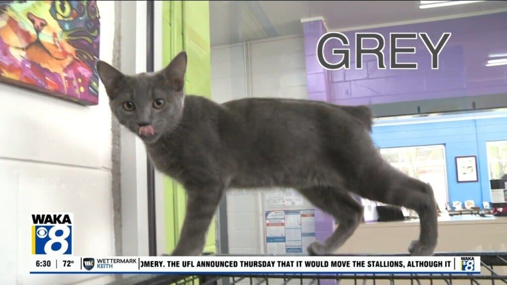 Pets Of The Week: Aug. 3