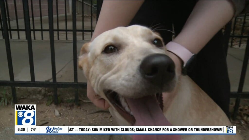 Pets Of The Week: Aug. 31