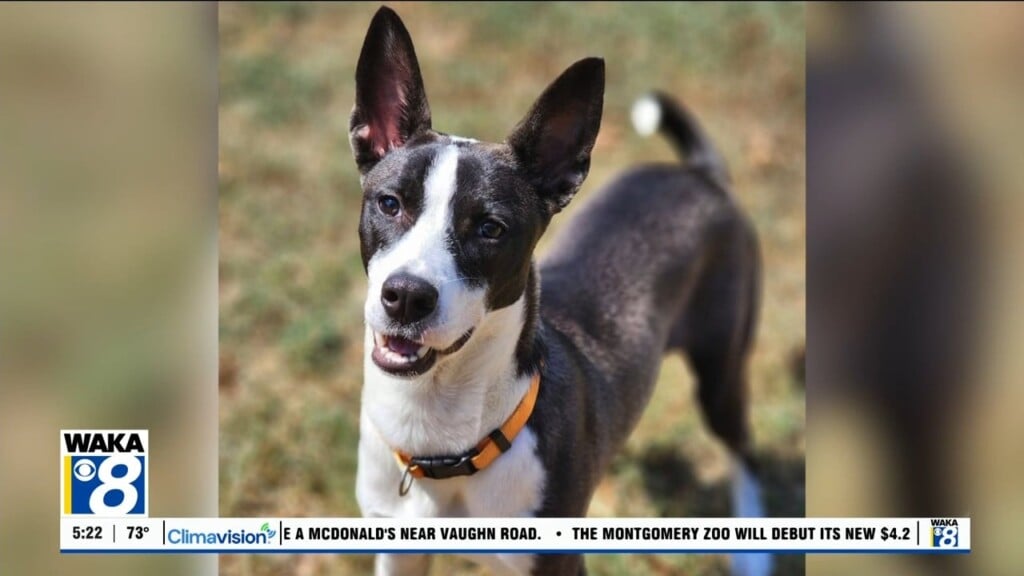 Pets Of The Week: Sept. 7