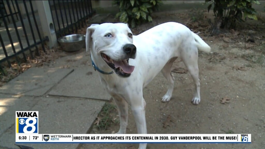 Pets Of The Week 92126