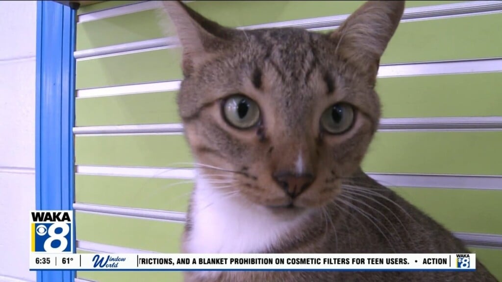 Pets Of The Week: Sept. 28