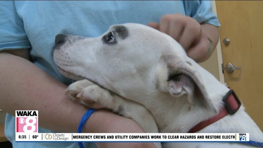 Pets Of The Week: Oct. 12