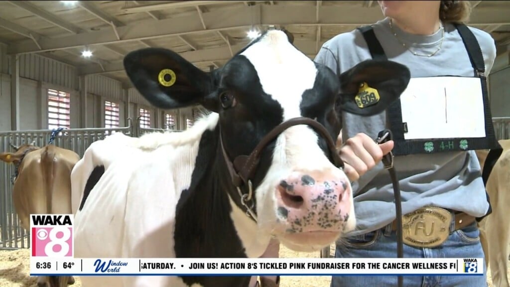 Fair Dairy Show 101426