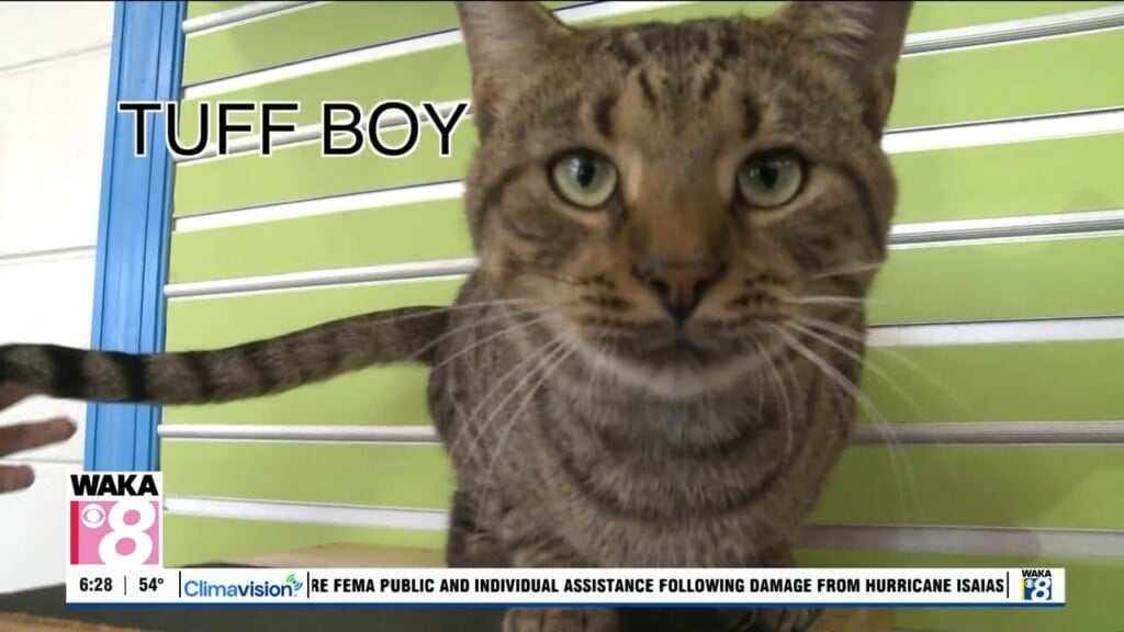 Pets Of The Week: Oct. 26