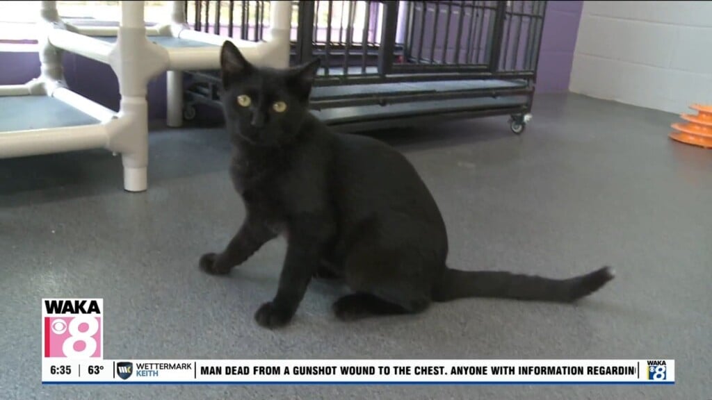 Pets Of The Week: Oct. 19