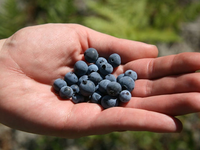 Tennessee blackberries and blueberries are ready for ...