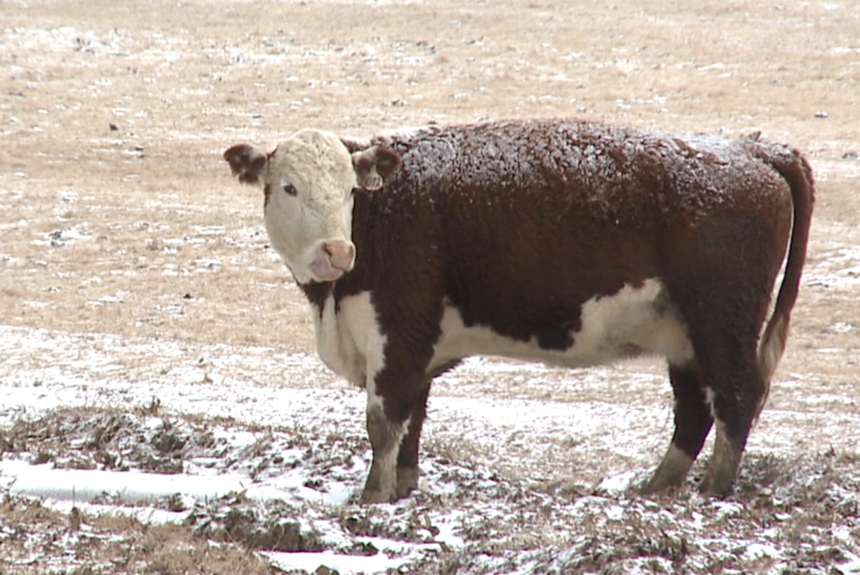 Tennessee won't incentivize COVID shots but pays to vax cows WBBJ TV