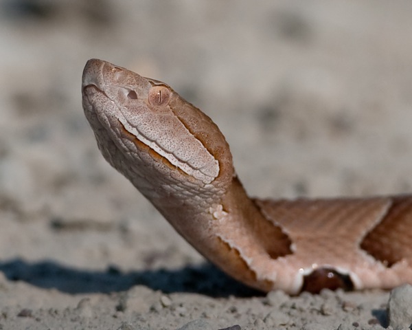 Copperheads Biting West Tennesseans Wbbj Tv