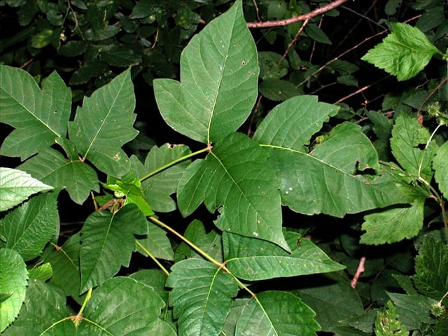 Poison Ivy More Widespread This Year - WBBJ TV
