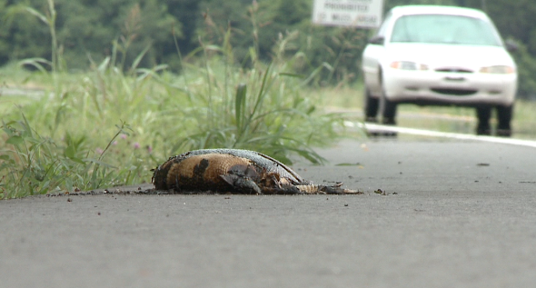 Roadkill.png - Wbbj Tv