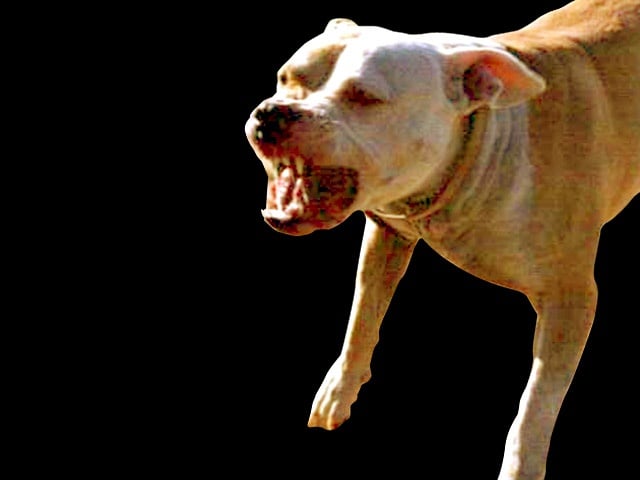 In defense of the pit bull