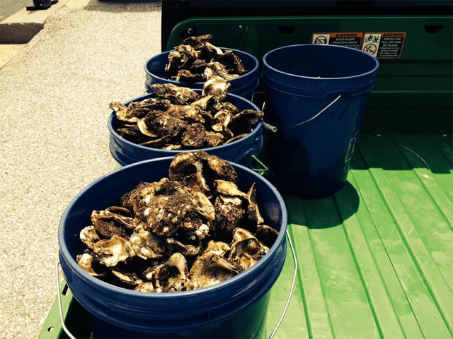 Dmr Oystermen To Work Moving Oysters To Safety Wbbj Tv