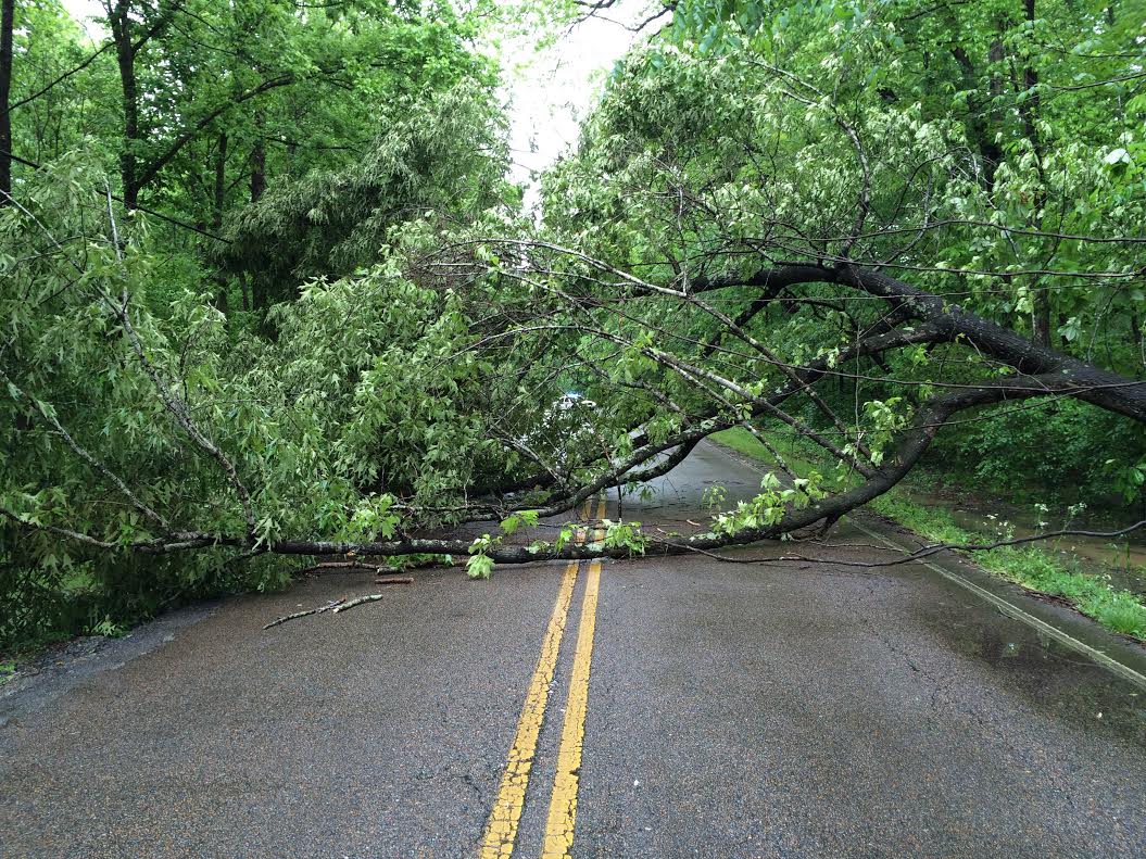 Update N Royal Street Reopened After Being Blocked By Fallen Tree Wbbj Tv