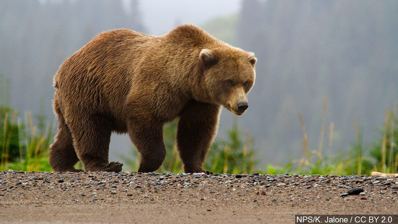 brown bear - WBBJ TV